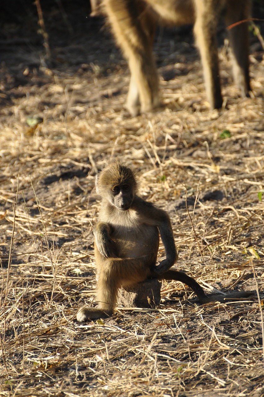 baboon monkey young animal free photo