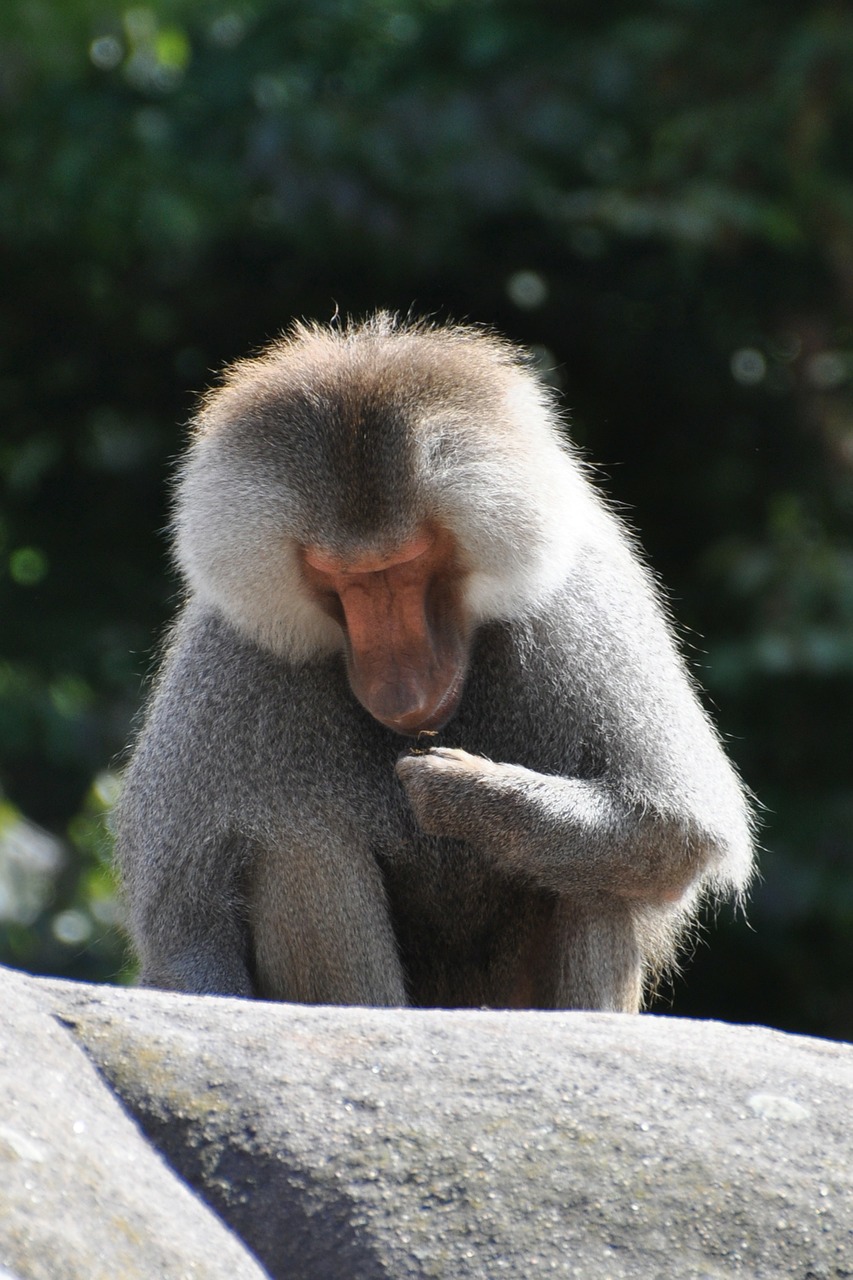 baboon monkey animal free photo