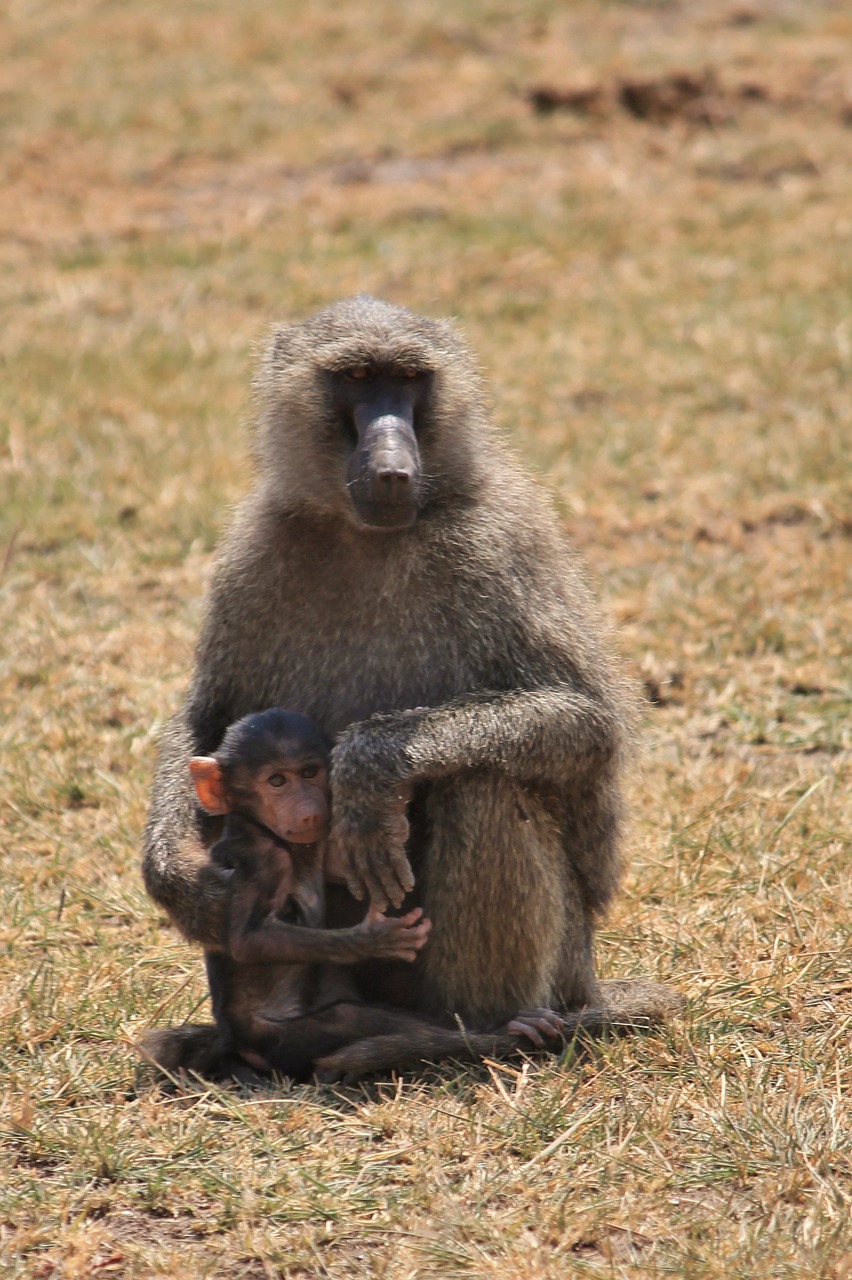 baboon animals africa free photo