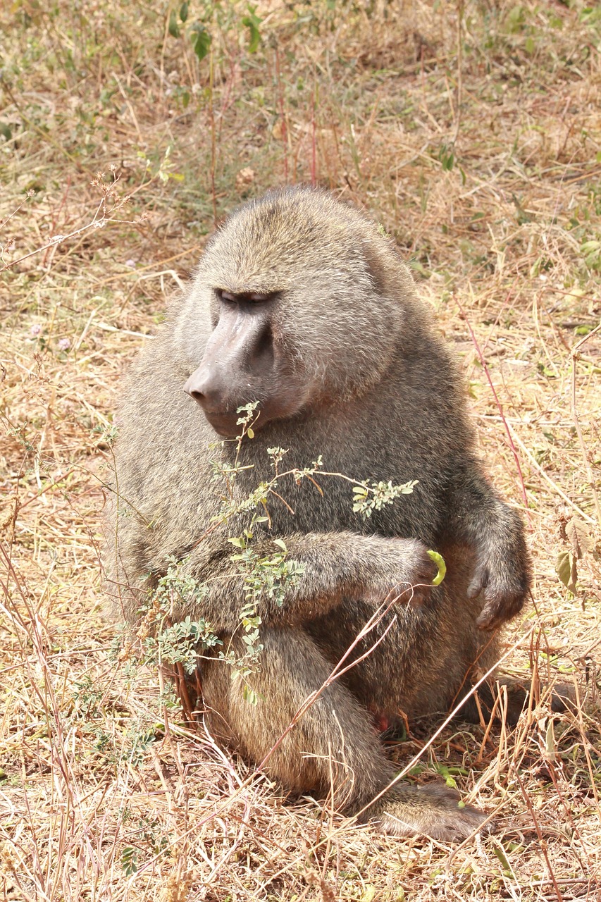 baboon animals africa free photo