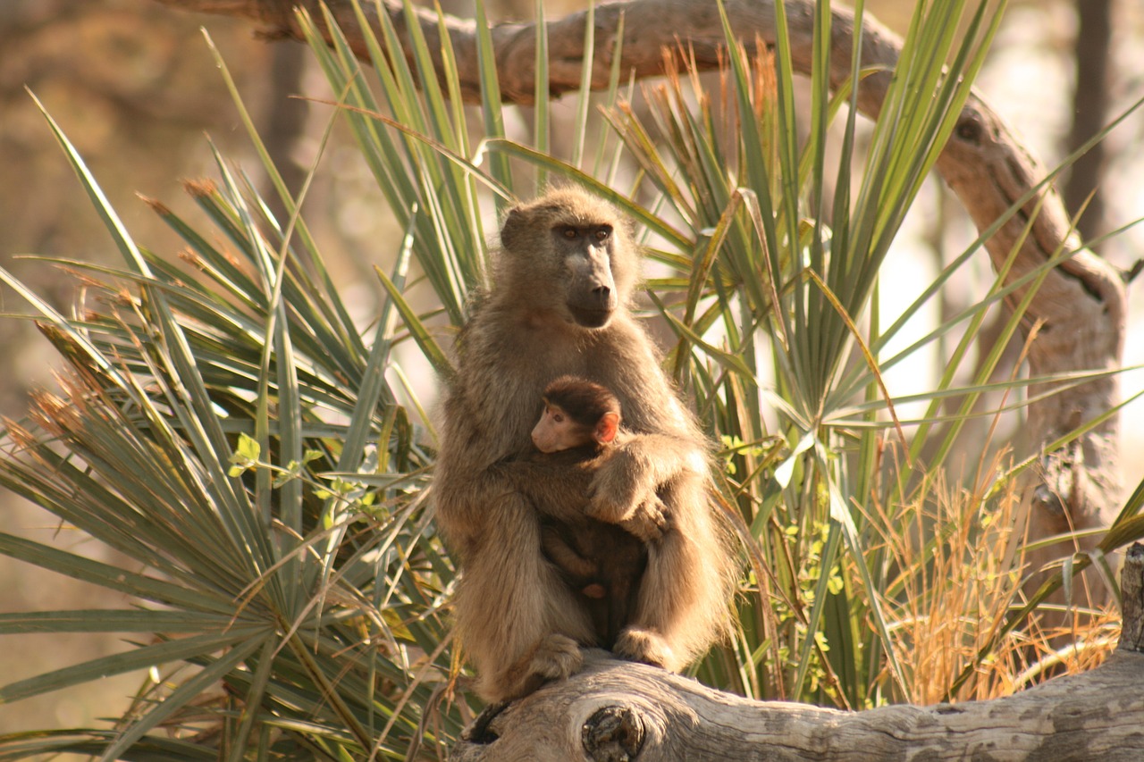 baboon mother baby free photo