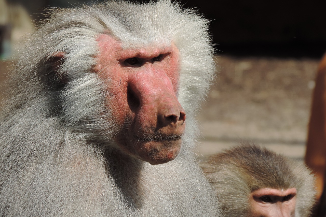 baboon zoo augsburg enclosure free photo