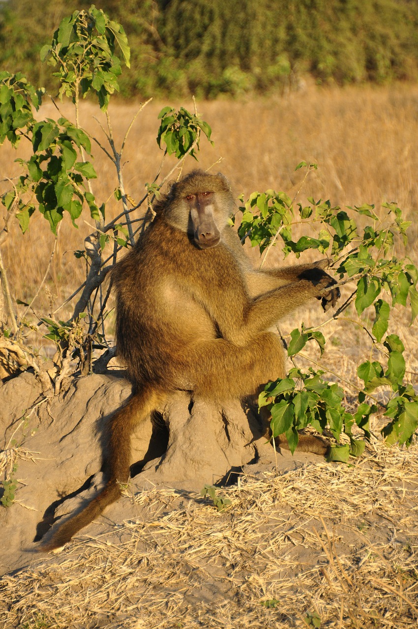 baboon monkey sitting sitting free photo