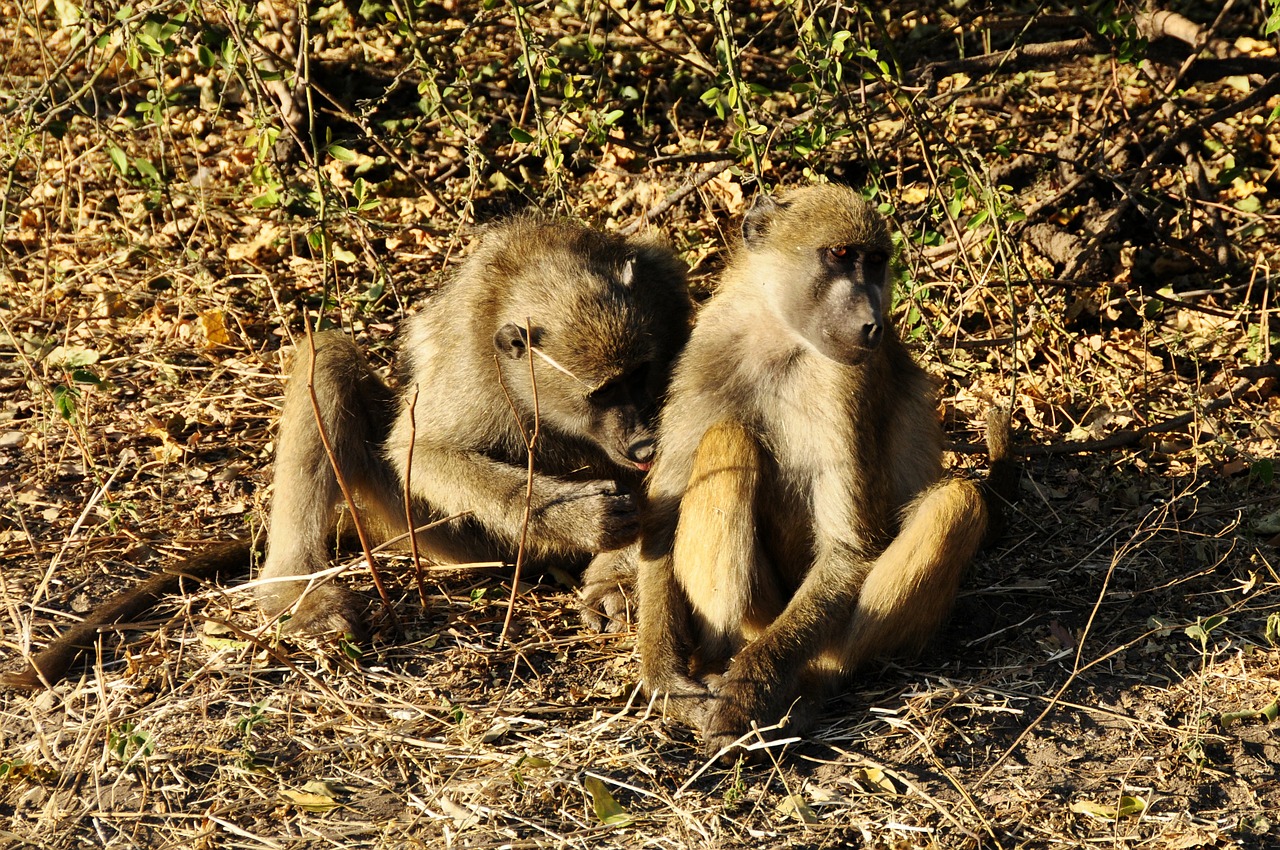baboon ape affection free photo