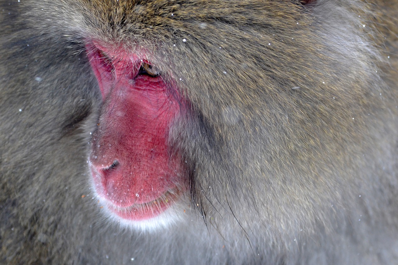 baboon primate ape free photo