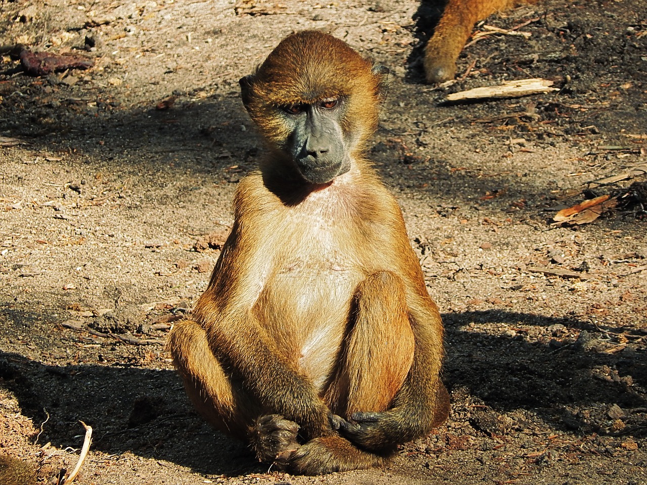 baboon monkey wilderness free photo