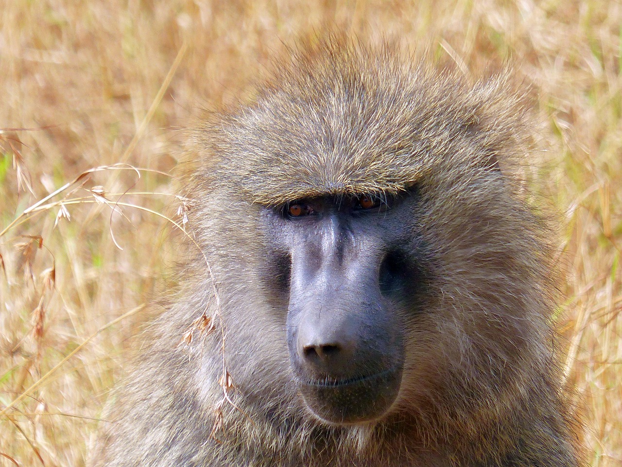 baboon primate africa free photo