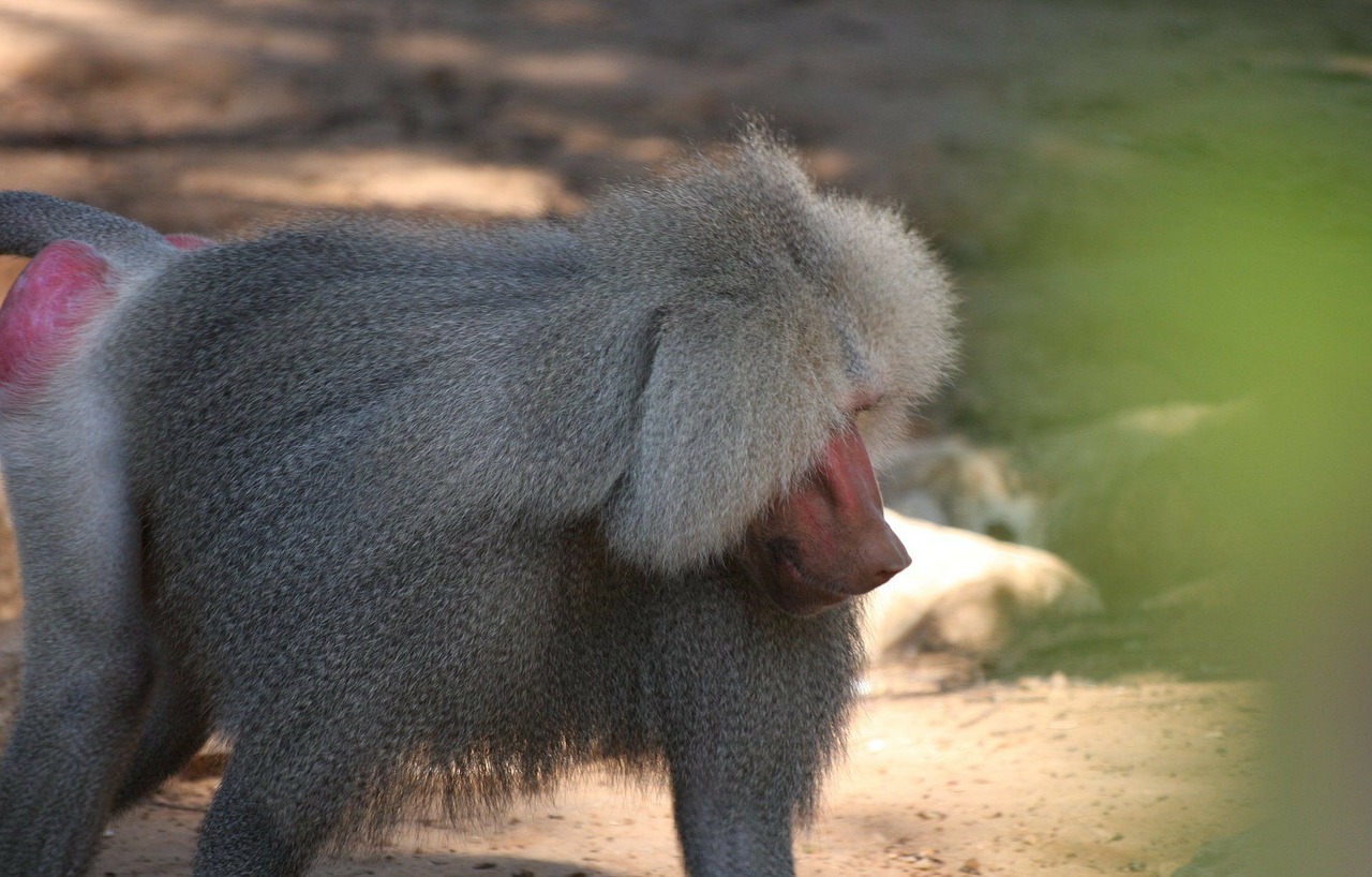 baboon monkey apes free photo