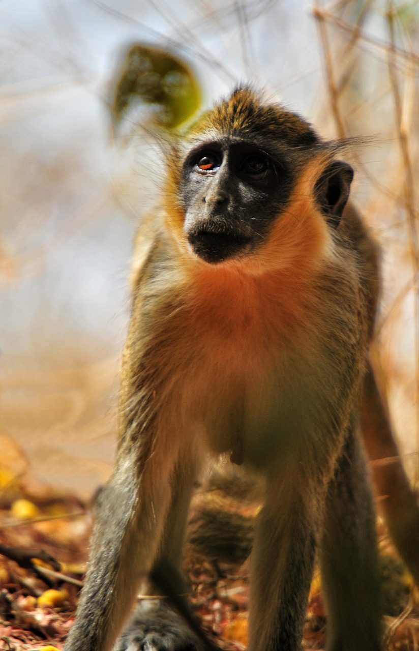 baboon chamka monkey africa free photo