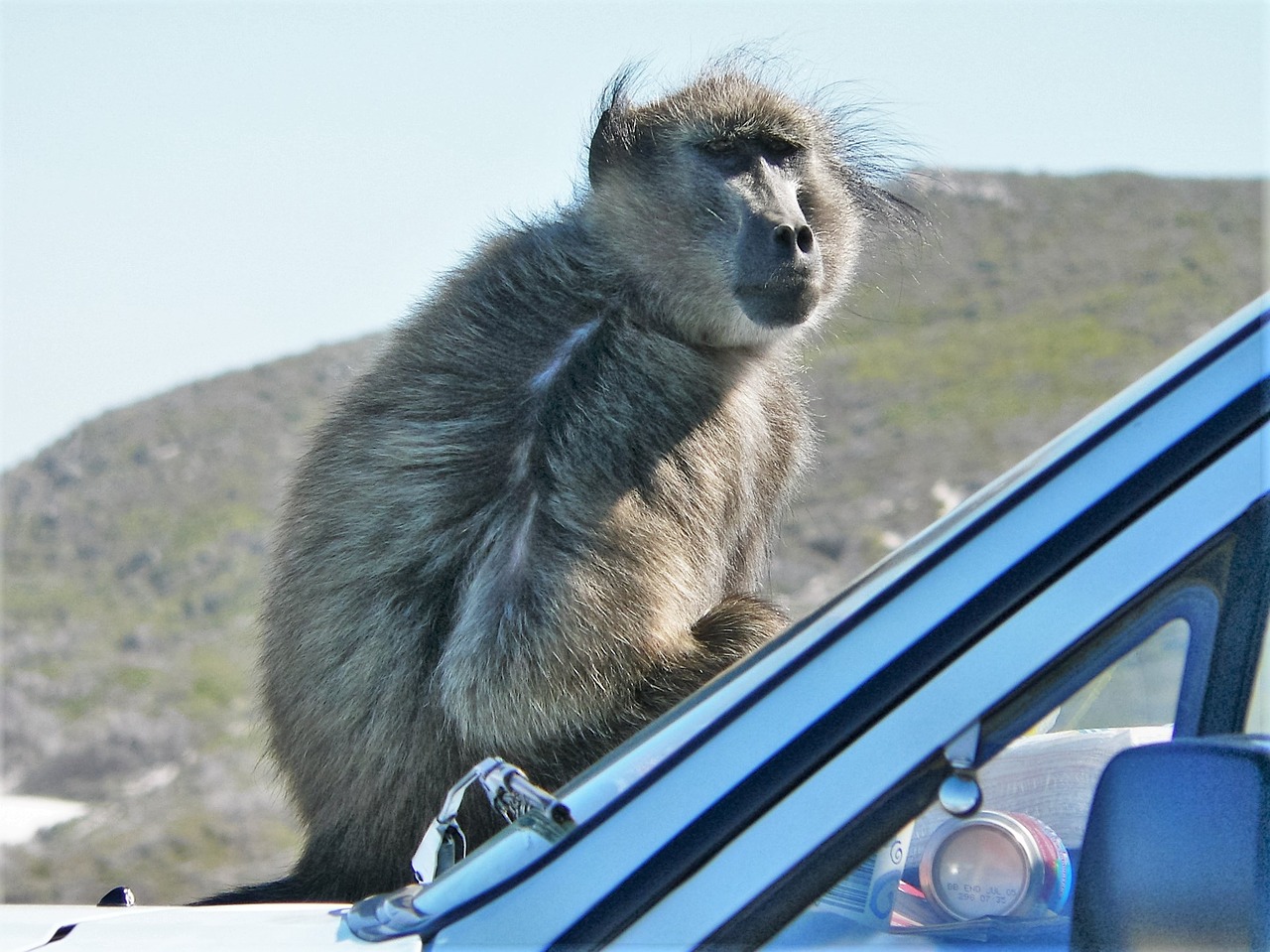baboon on car close monkey free photo