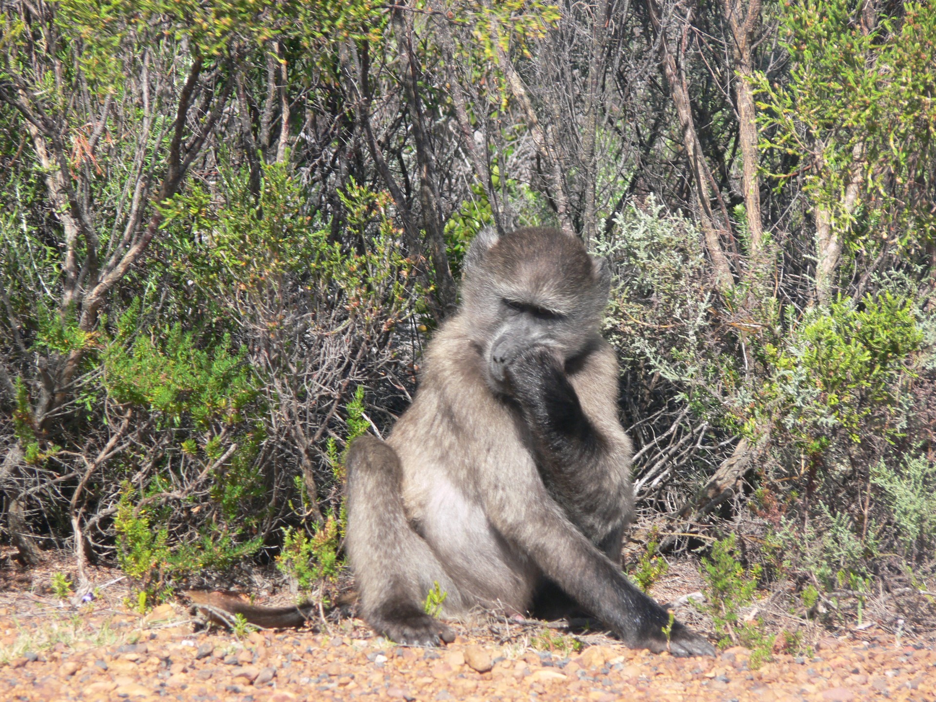 chacma baboon south africa free photo