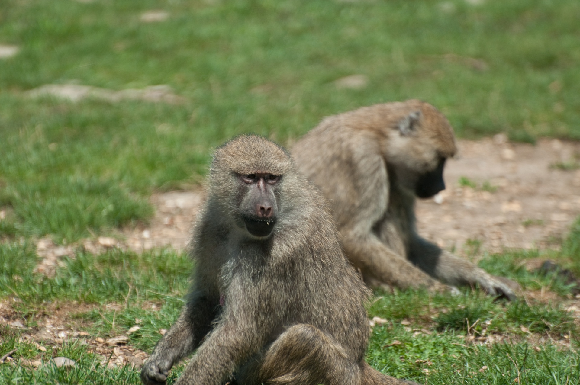 animals baboon safari free photo