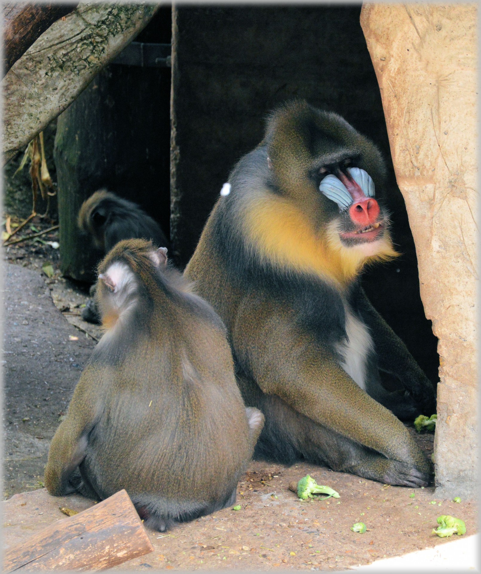 monkey zoo monkeys free photo