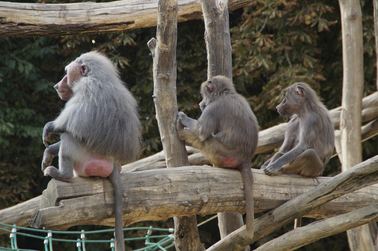 baboons sit family free photo
