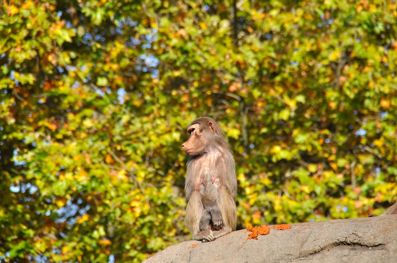 baboons papio old world monkey relatives free photo