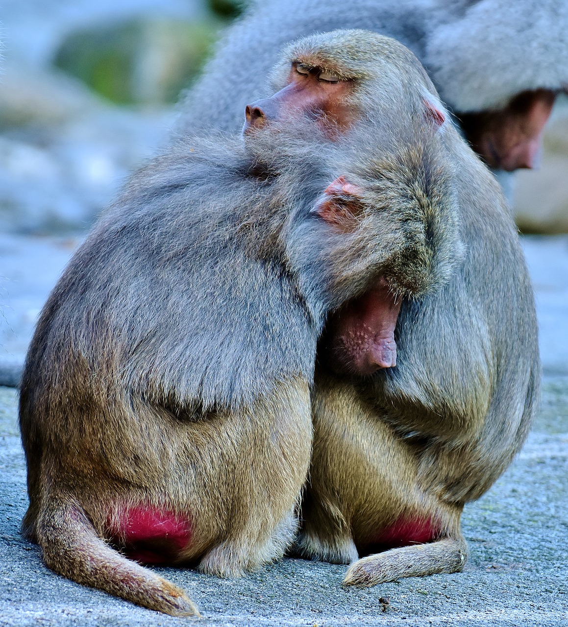 baboons ape smooch free photo