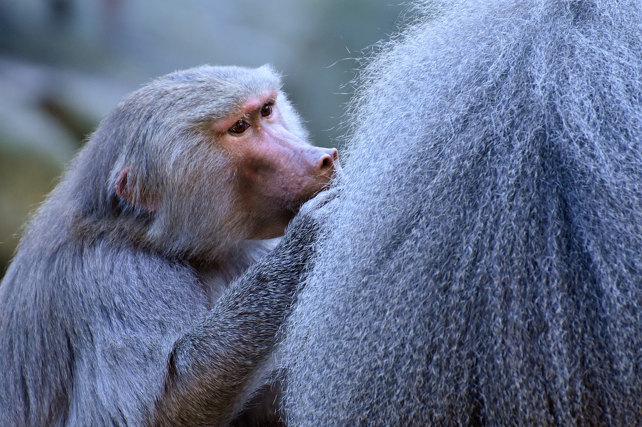 baboons ape smooch free photo