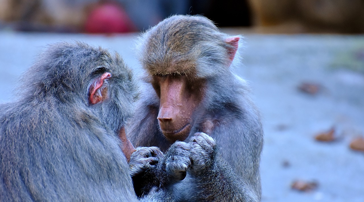 baboons ape nature free photo