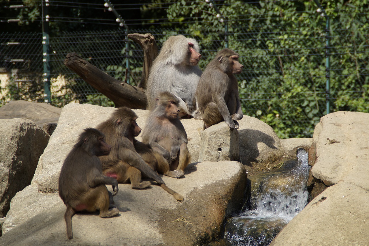baboons family ape free photo