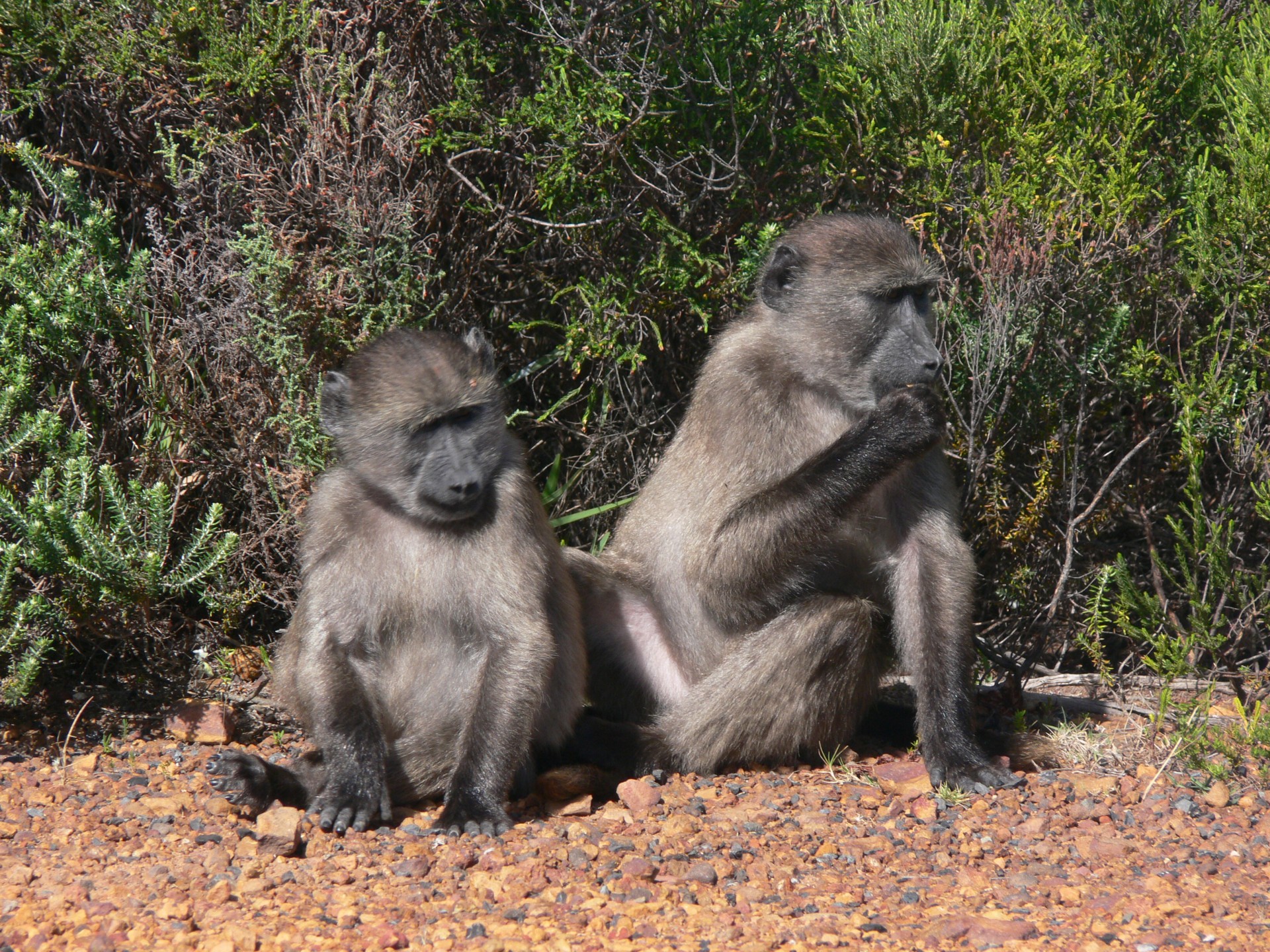 chacma baboon wildlife free photo