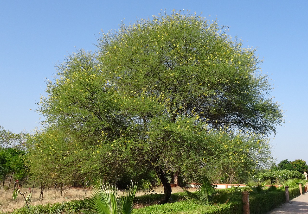 babul tree acacia nilotica free photo