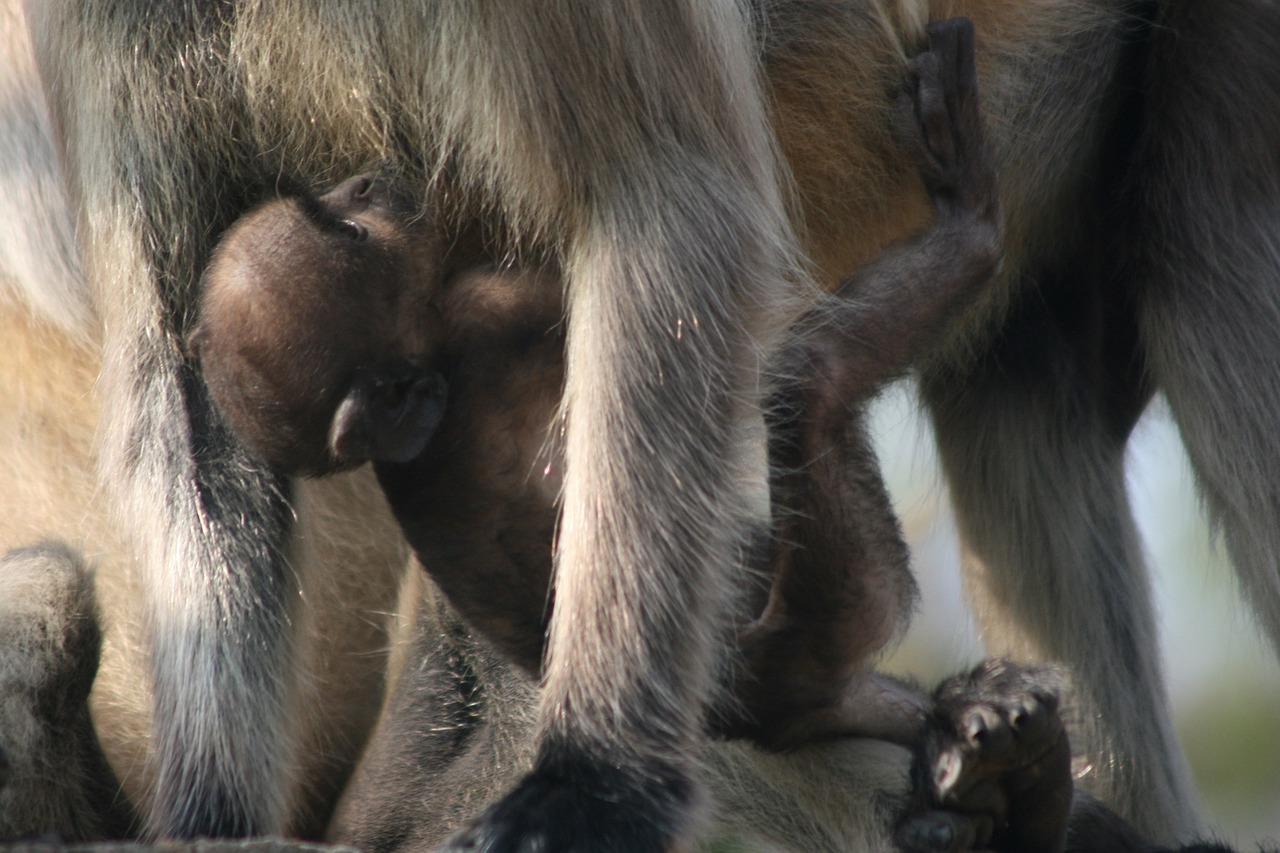 baby monkey primate free photo