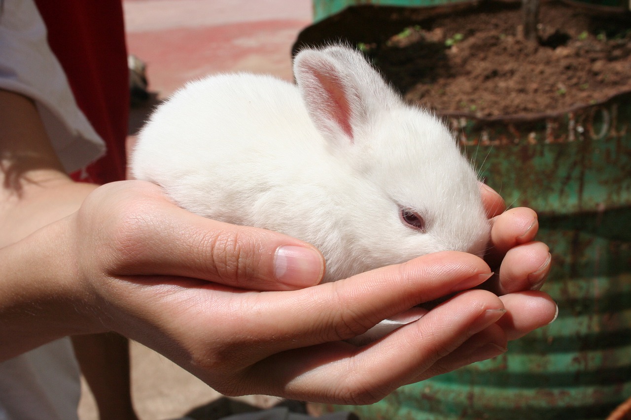 baby rabbit white free photo