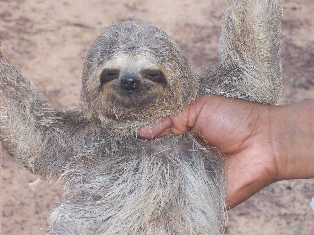 sloth baby animal free photo