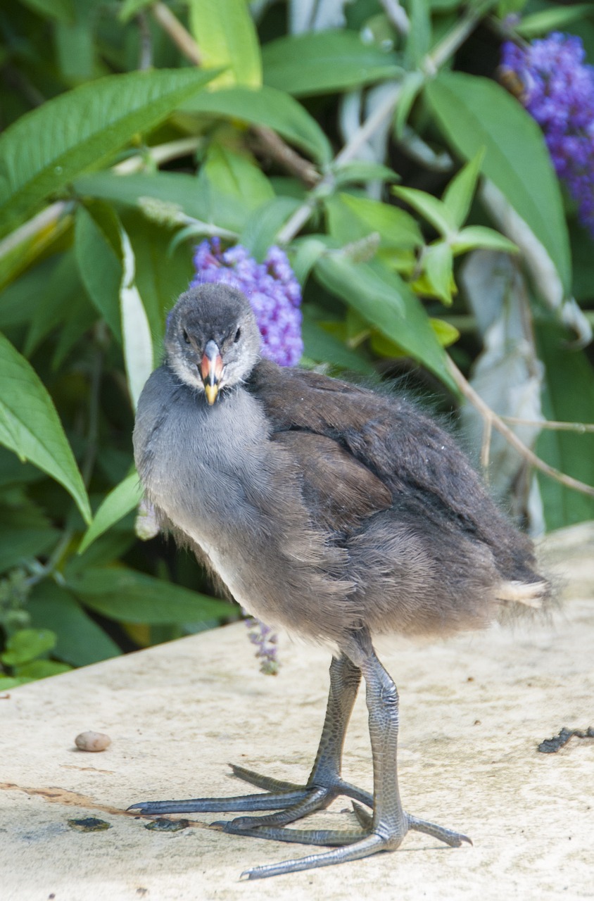 baby bird nature free photo