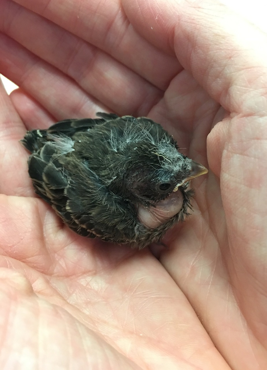 baby bird sparrow free photo