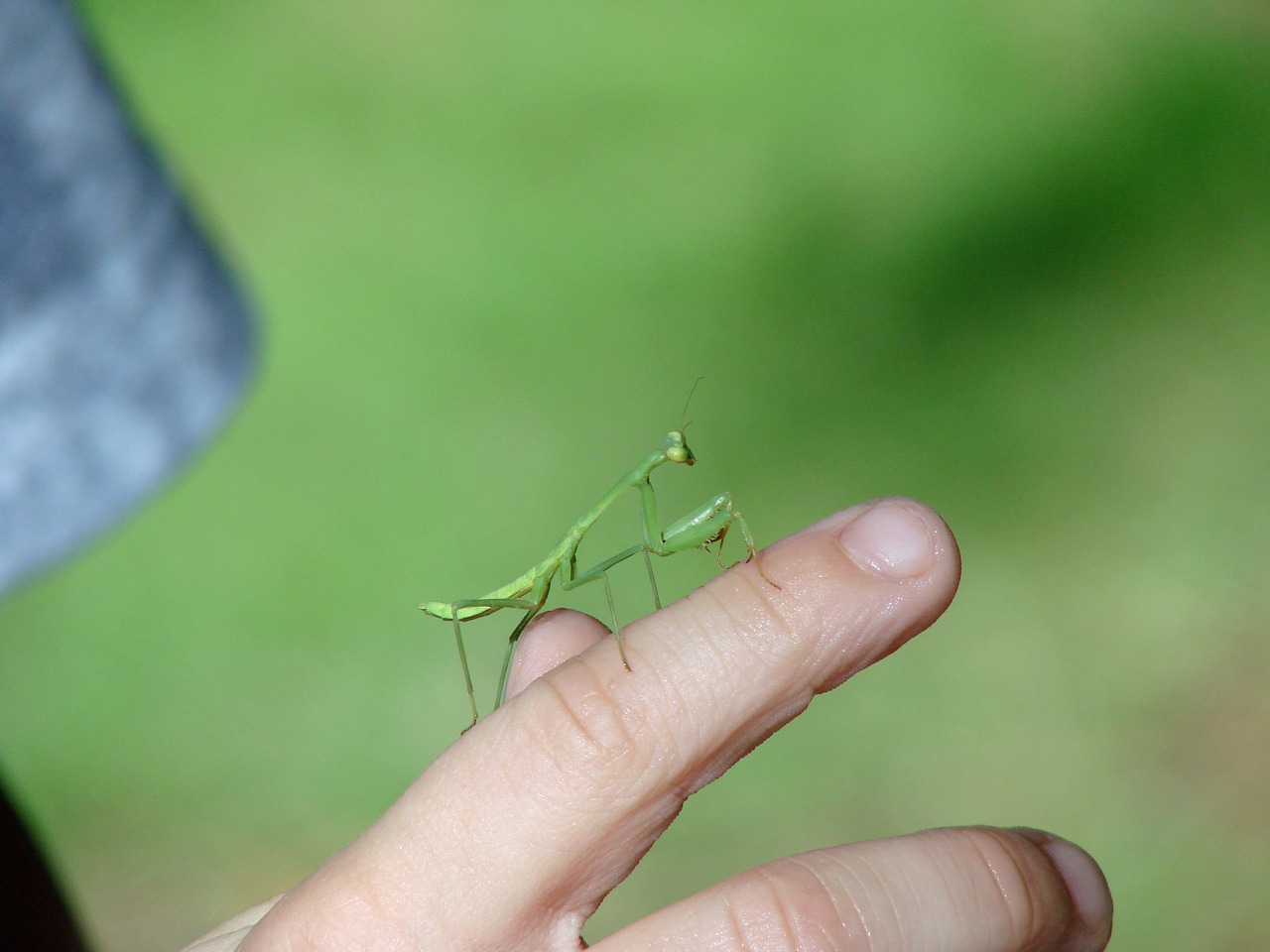 mantis insect green free photo