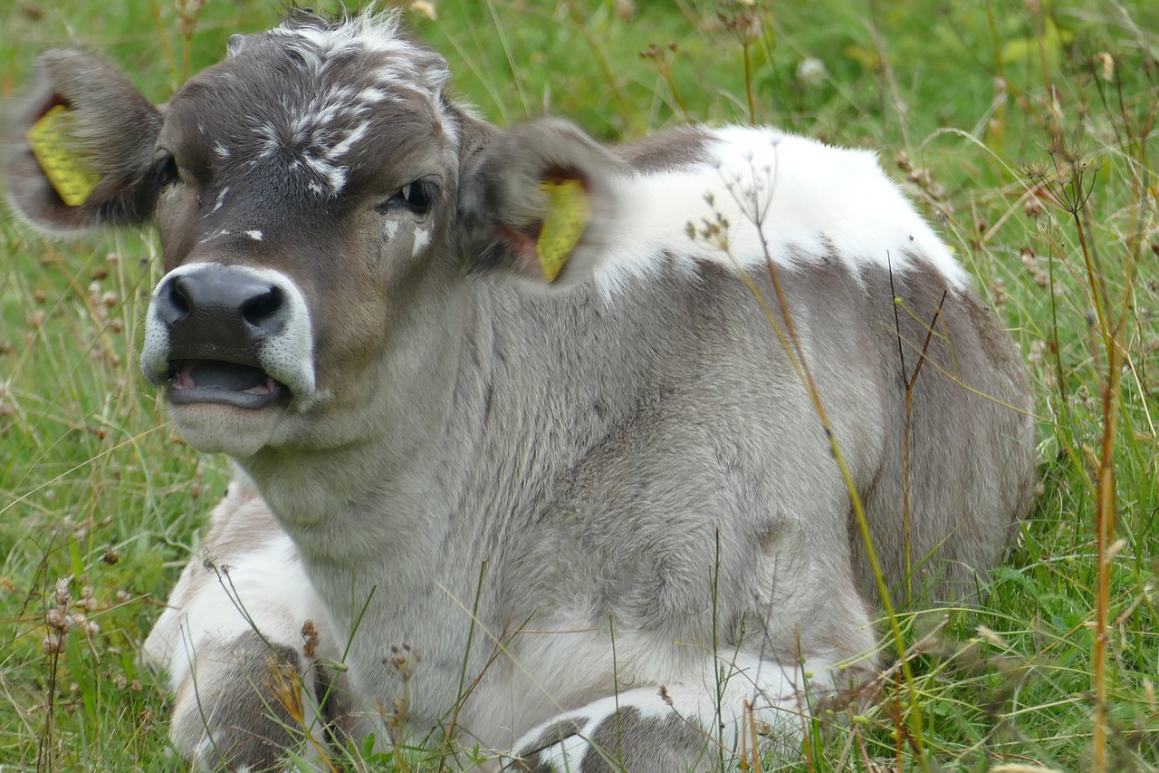 baby cow cute free photo