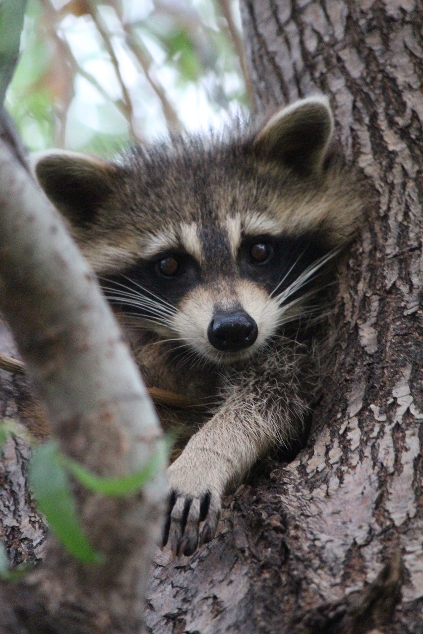 baby raccoon cute free photo