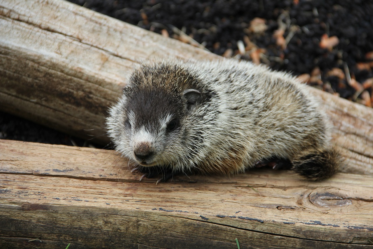baby groundhog lonely free photo