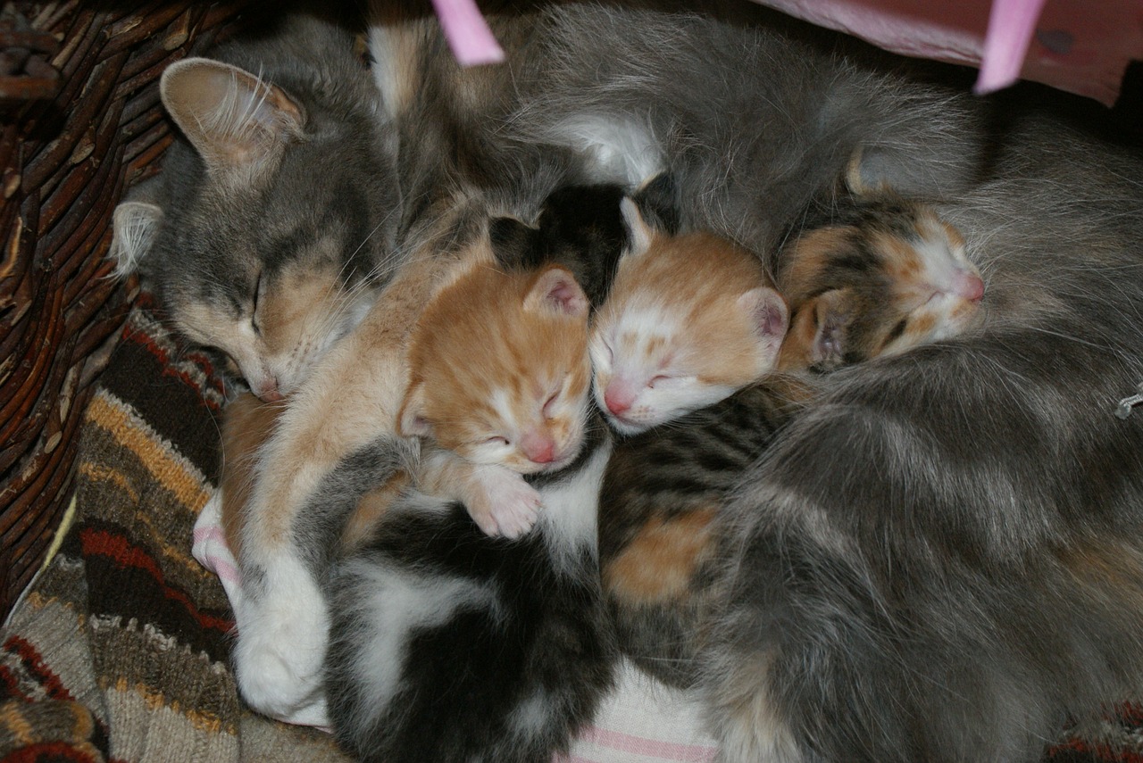 baby cats mama free photo