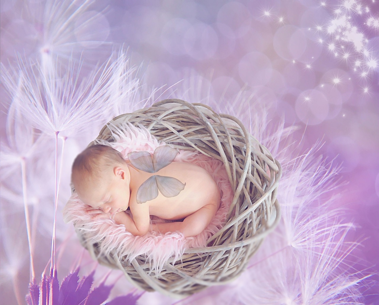baby dandelion female free photo