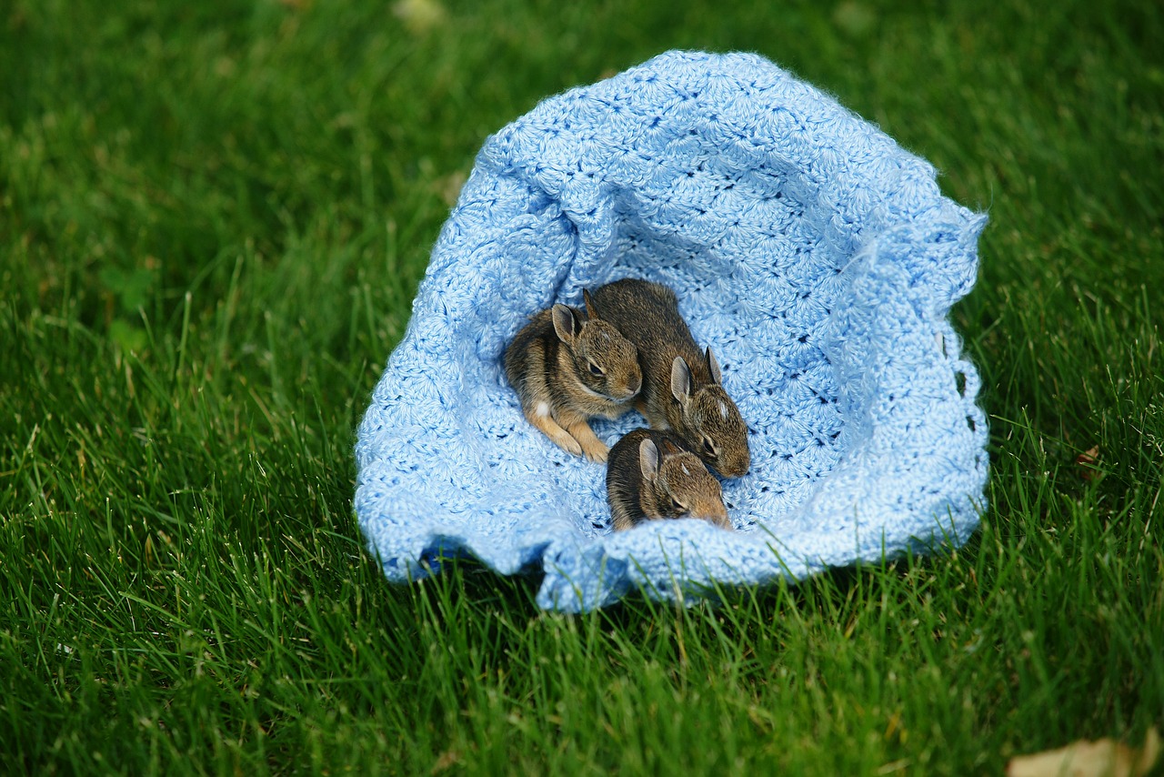 baby bunnies rabbits free photo