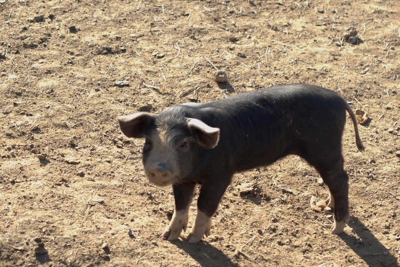 baby pig farm free photo