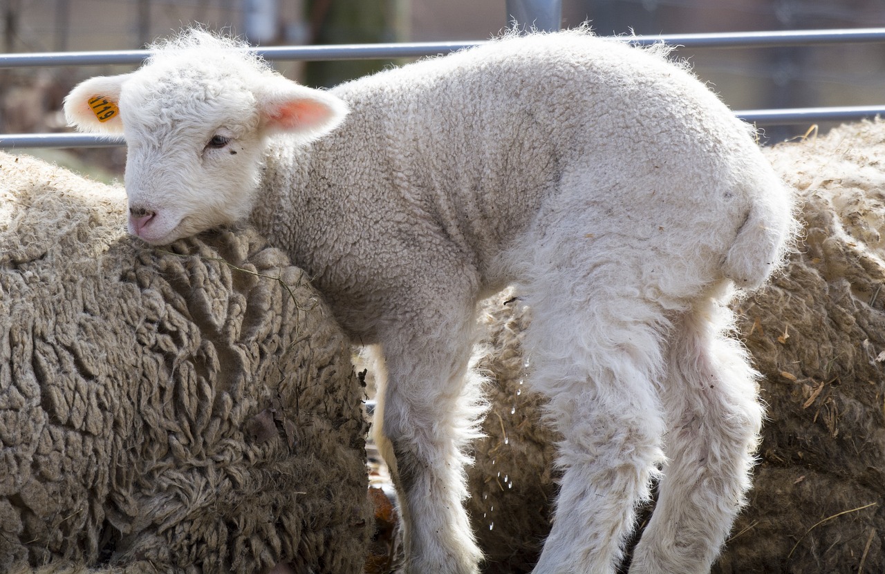 baby sheep farm free photo