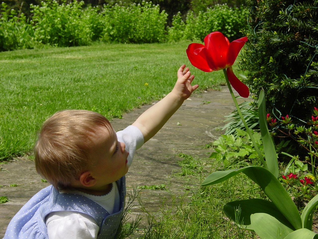 baby toddler child free photo