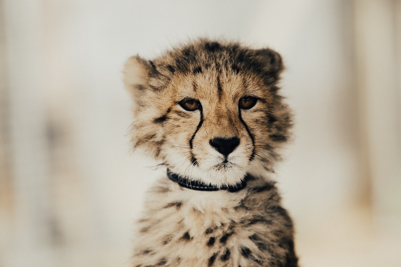 baby leopard cheetah free photo