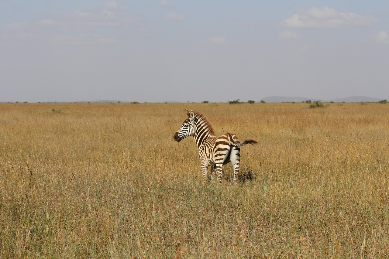 baby zebra kenya free photo