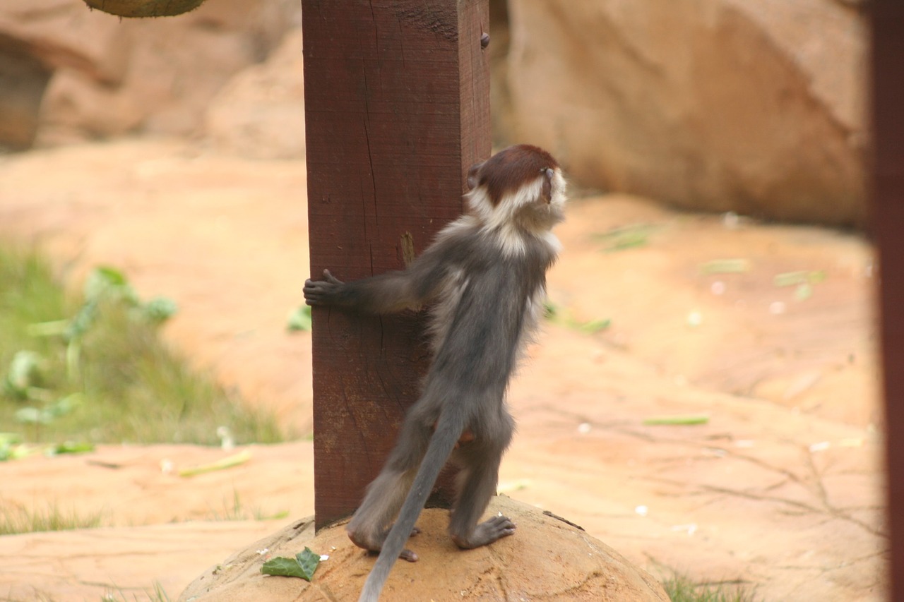 baby monkey looking free photo