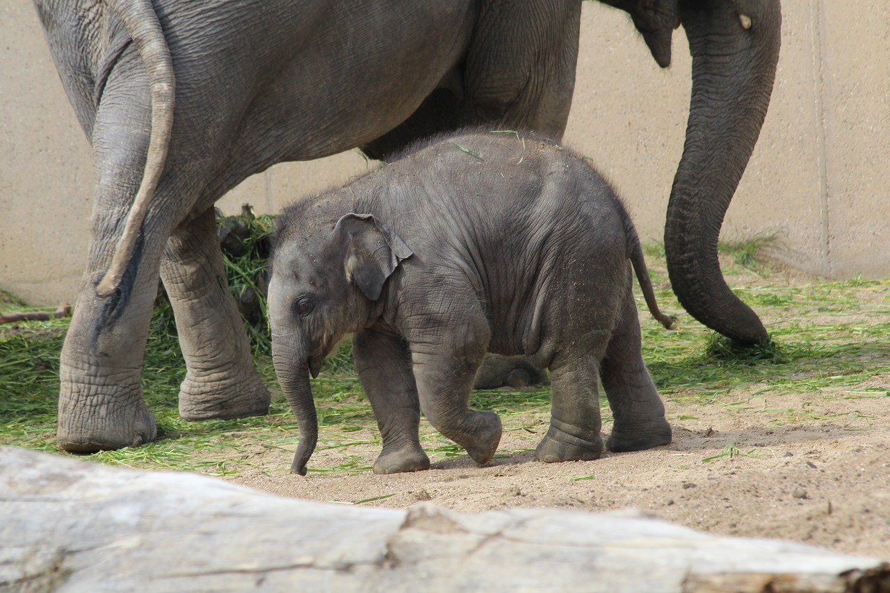 baby  elephant  zoo free photo