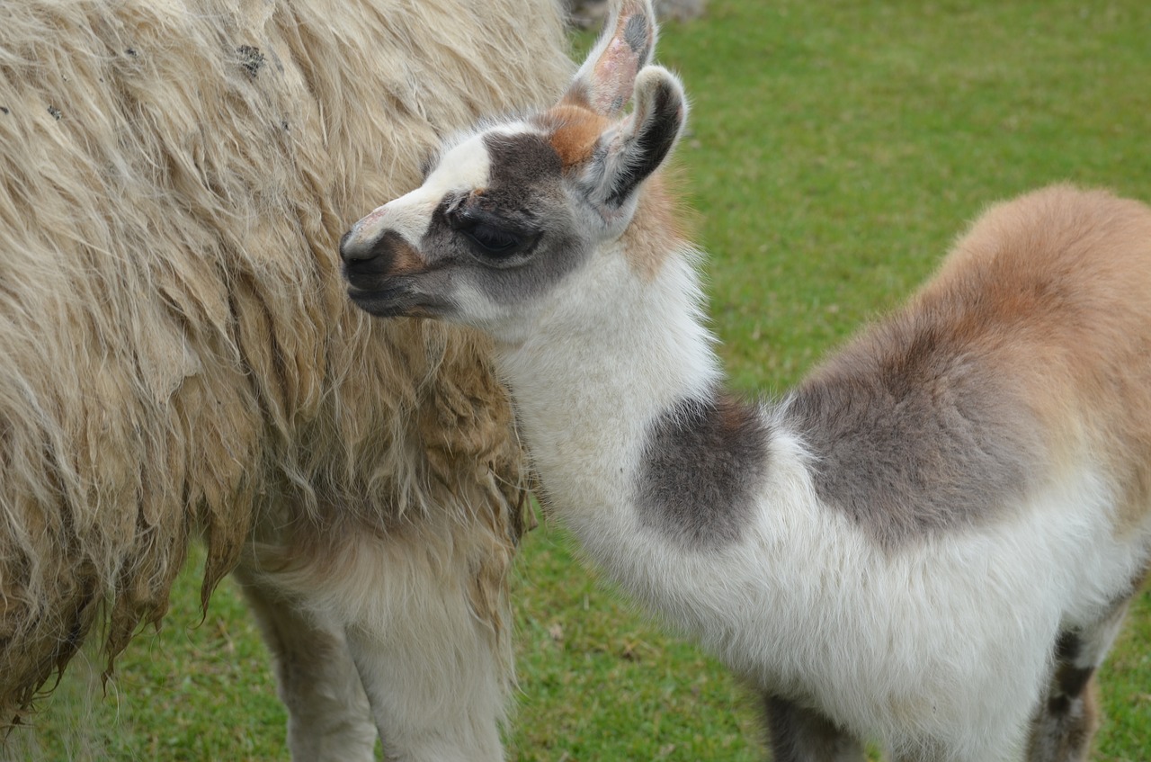 baby  llama  peru free photo