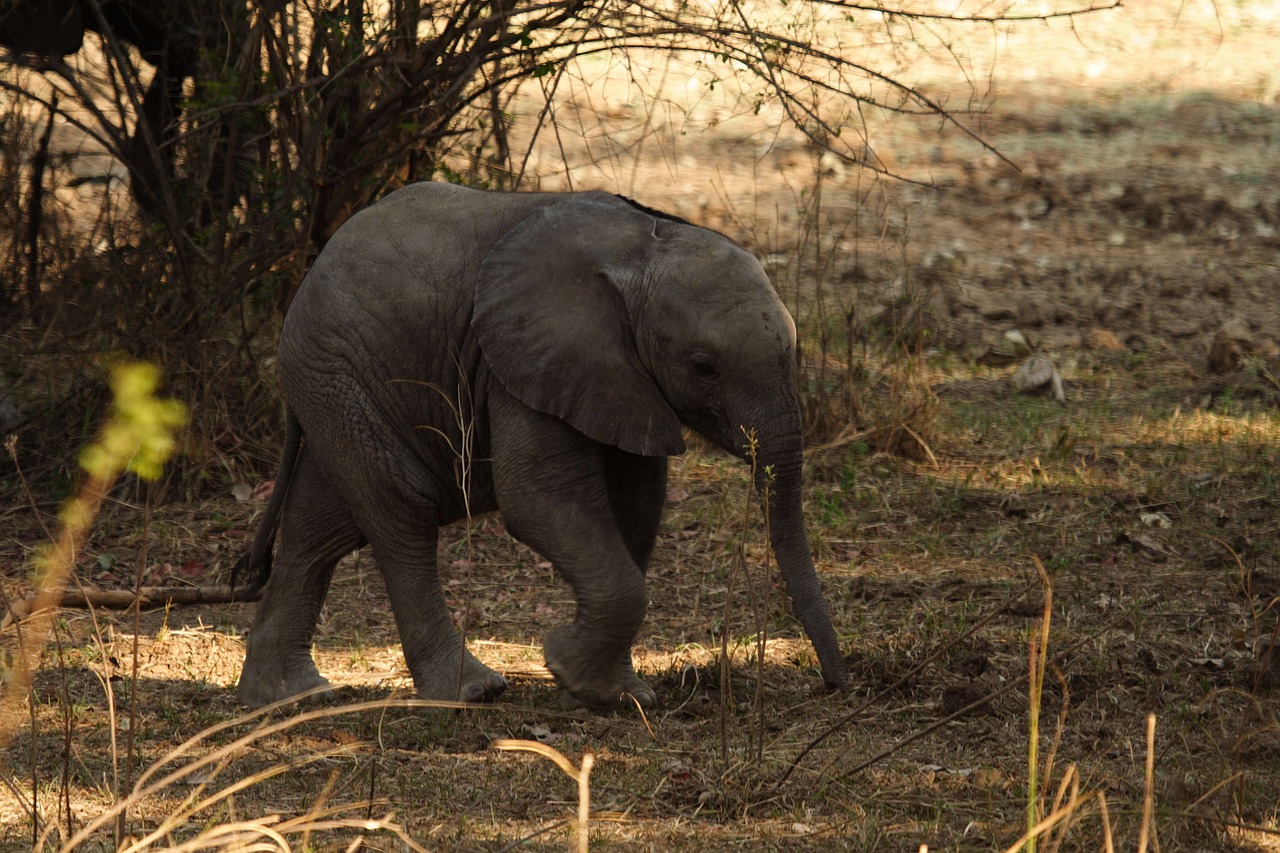 baby  elephant  zambia free photo