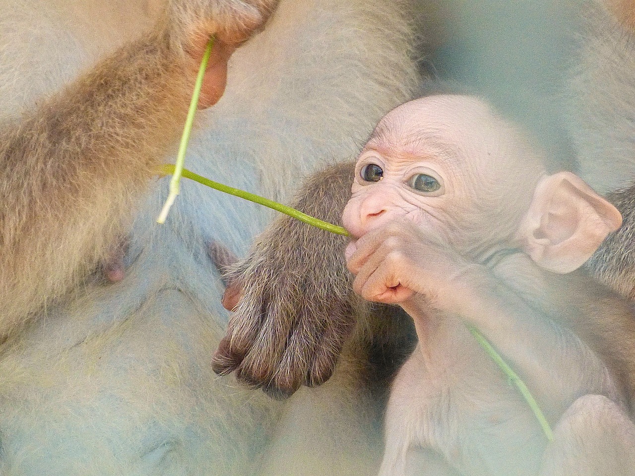baby monkey love free photo