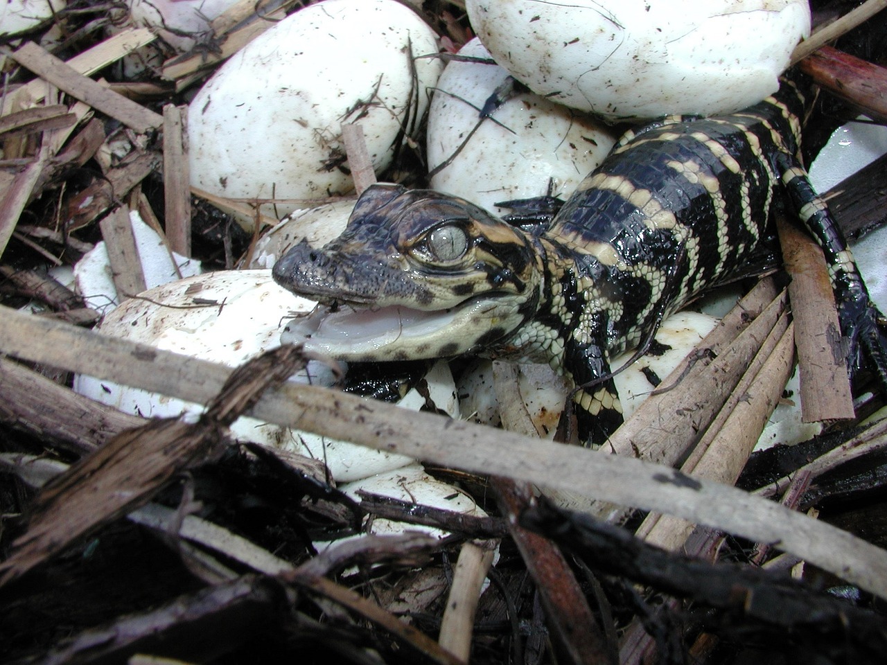 baby alligator hatched eggs free photo