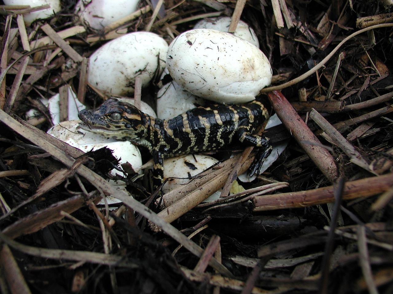 baby alligator hatched eggs free photo