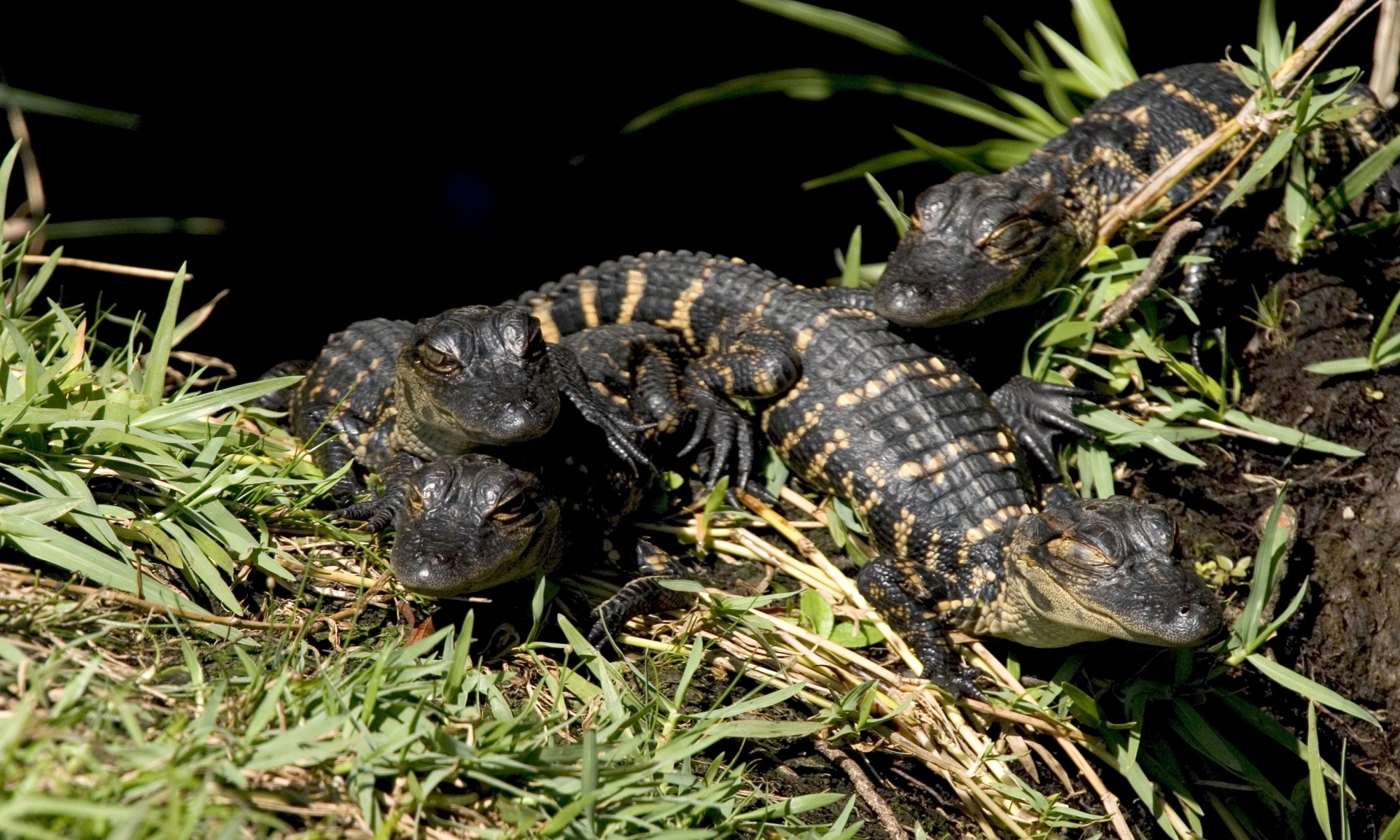 alligator baby hatchling free photo